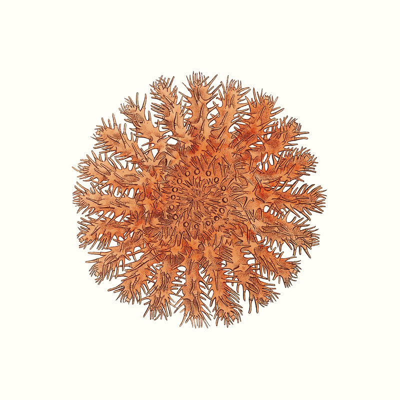 复古海星psd插图从公共领域的艺术品混合