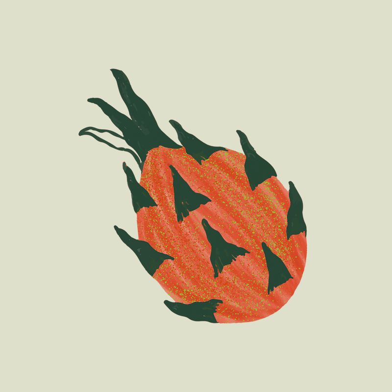 橙色火龙果彩色热带插画