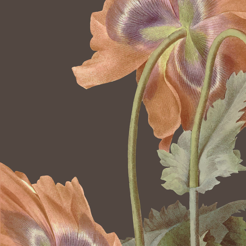 复古罂粟花背景矢量插图从公共领域的艺术品混合