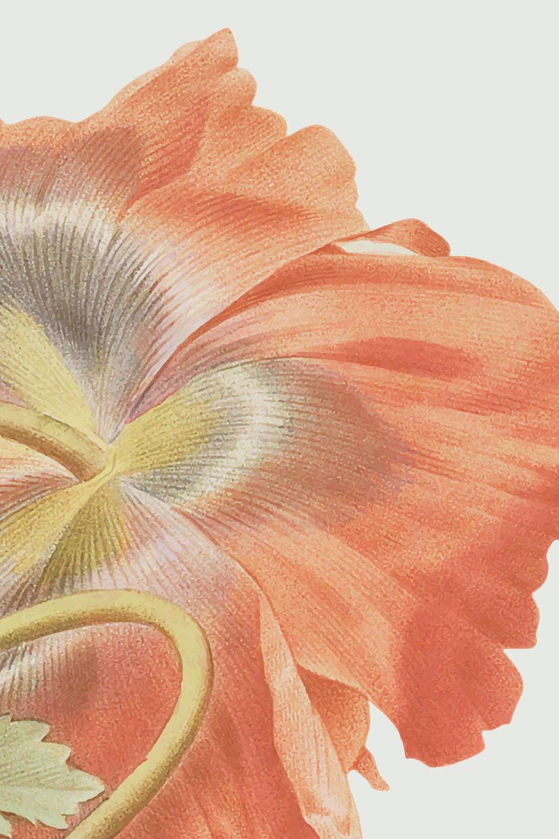 复古罂粟花背景矢量插图从公共领域的艺术品混合素材 高清图片 摄影照片 寻图免费打包下载