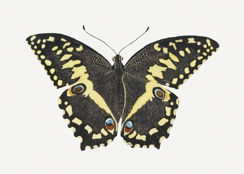 蝴蝶psd古董水彩画动物插图从罗伯特雅各布戈登的艺术作品混合