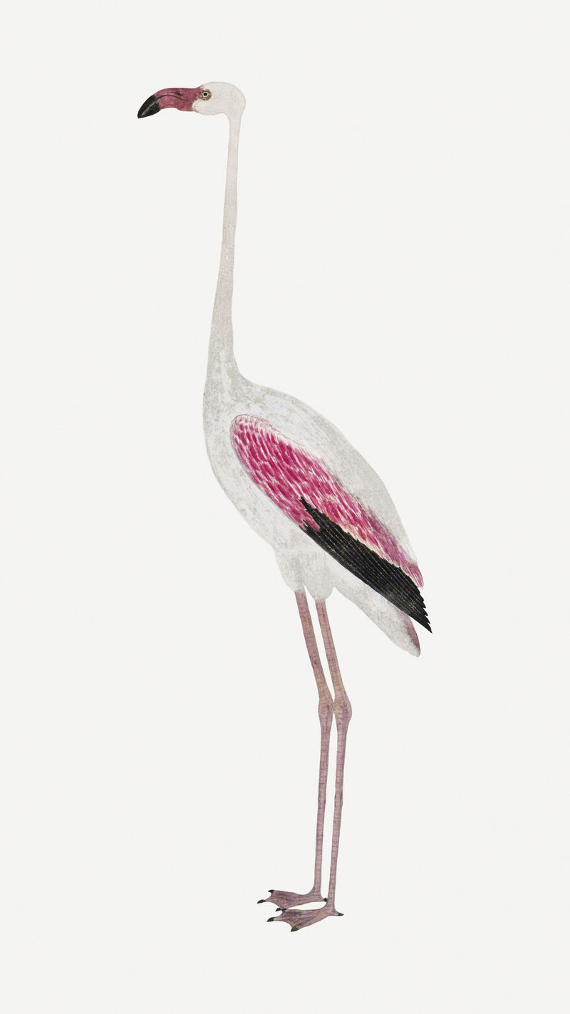 火烈鸟psd古董水彩动物插图从罗伯特雅各布戈登的艺术作品混合