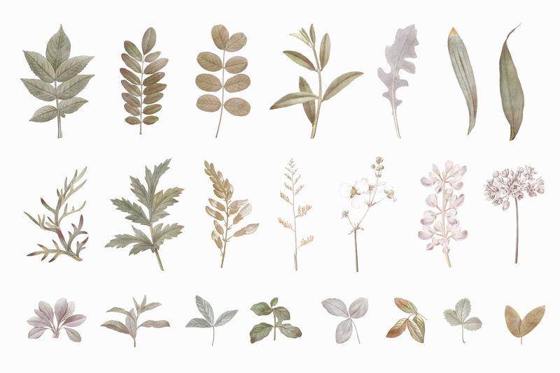 树叶设计元素向量集