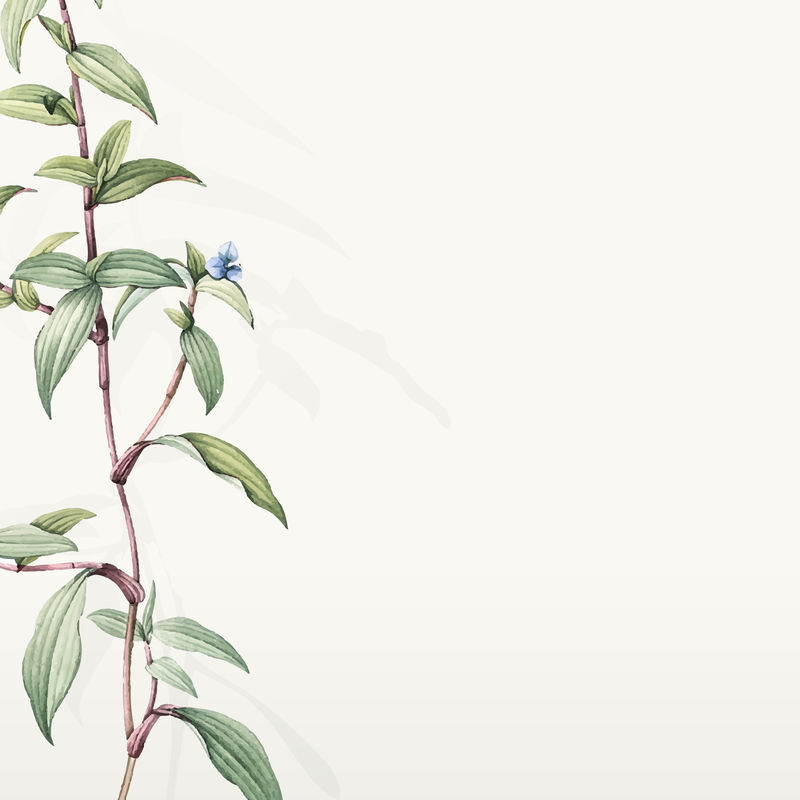 绿色植物叶子背景设计