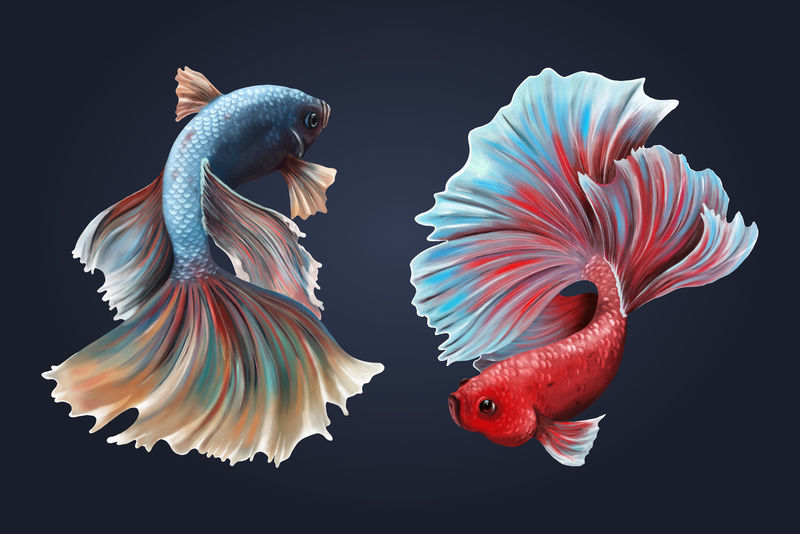 贝塔在午夜蓝色的背景向量上钓鱼