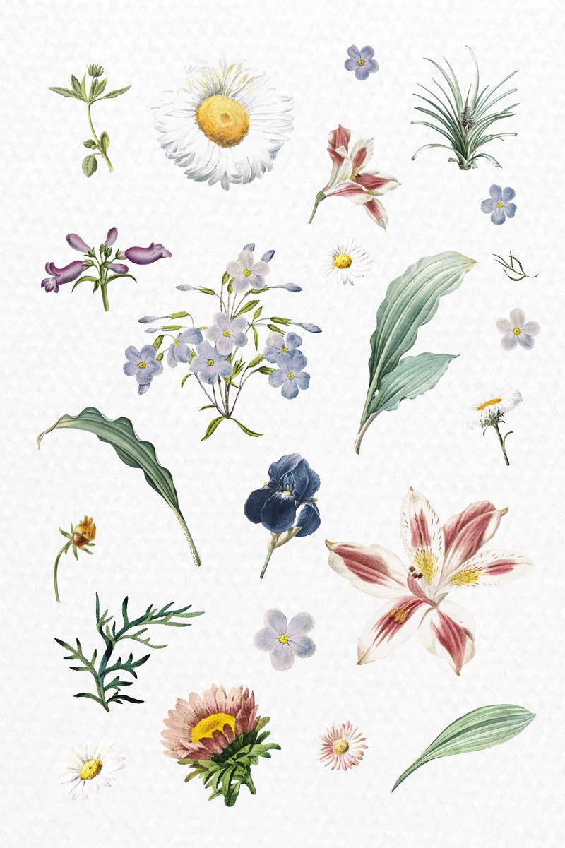 美丽多彩的花朵矢量集