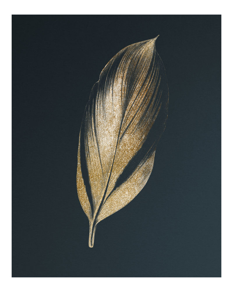 龙血树多汁的热带树叶复古插图墙壁艺术印刷品和海报设计混搭从本杰明福塞特的原始艺术作品