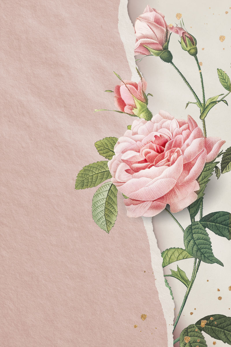 空白粉红玫瑰帧向量