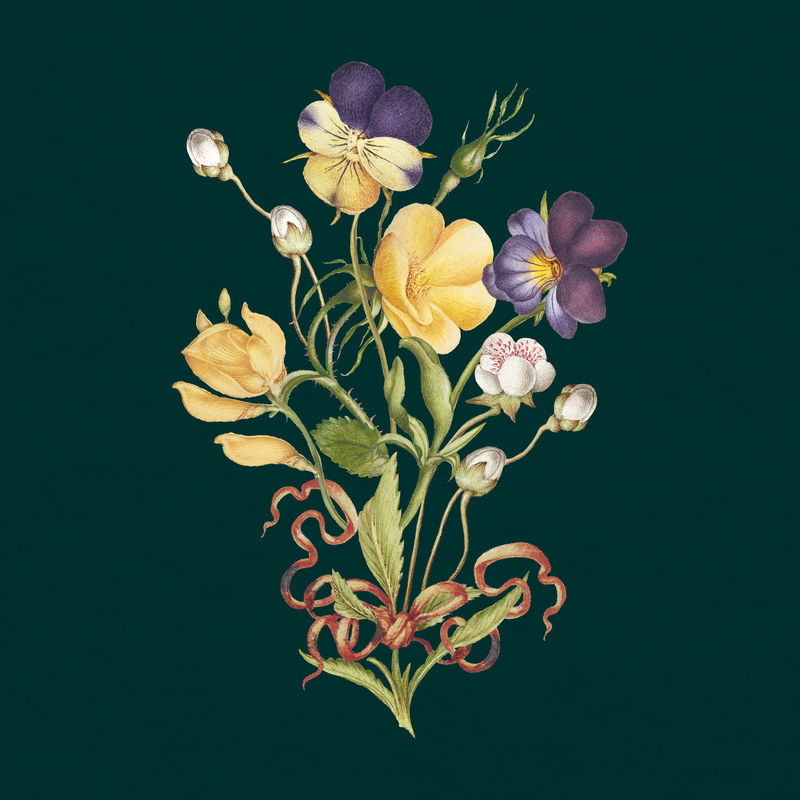 黄色堇型花深色背景