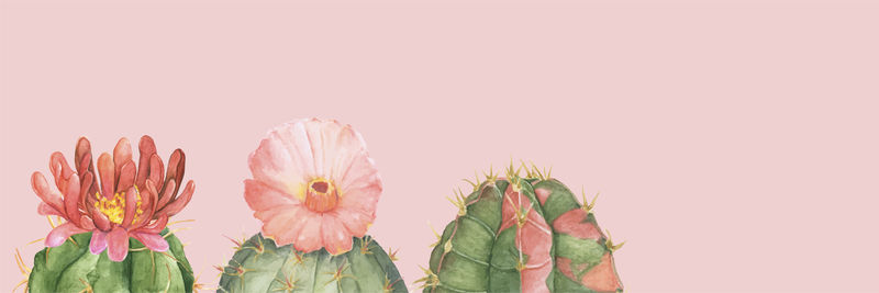 手绘仙人掌采集载体