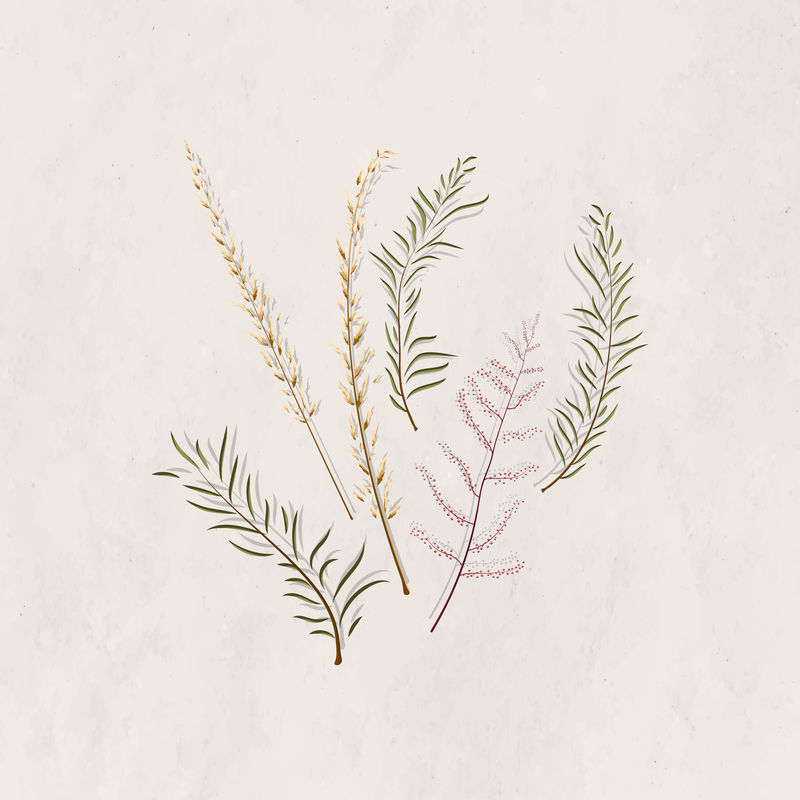 秋叶设计元素向量集