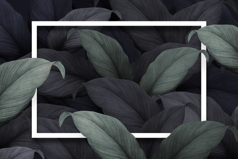 热带树叶背景上的白色矩形框