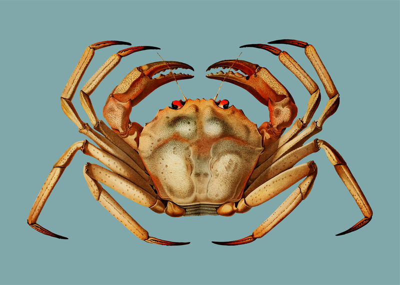 大西洋深海红蟹插图