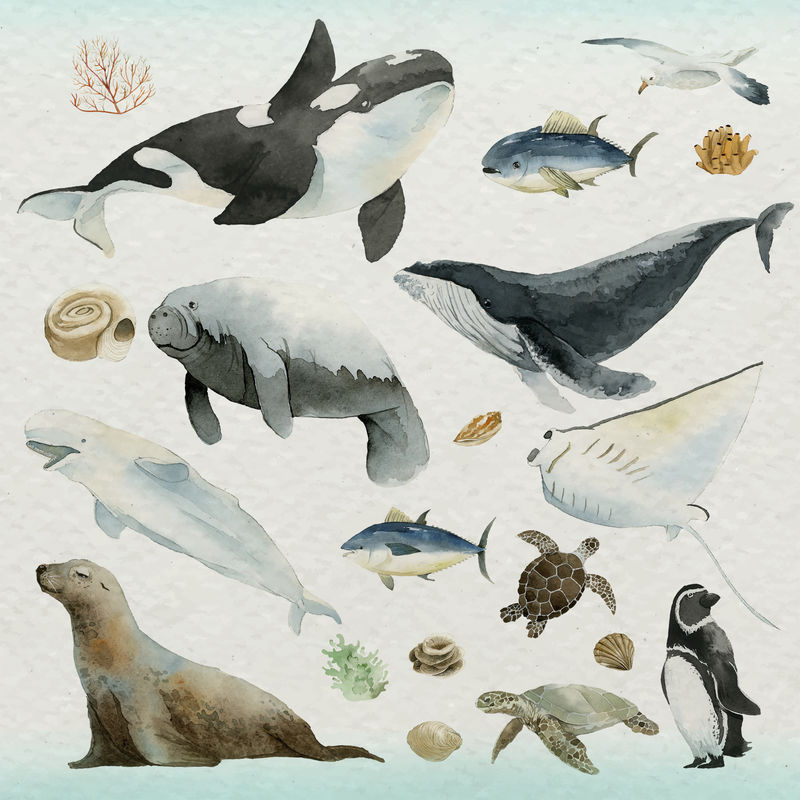 水彩画水生动物收藏插图