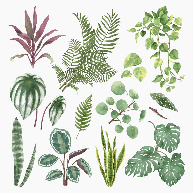 植物水彩叶插画集