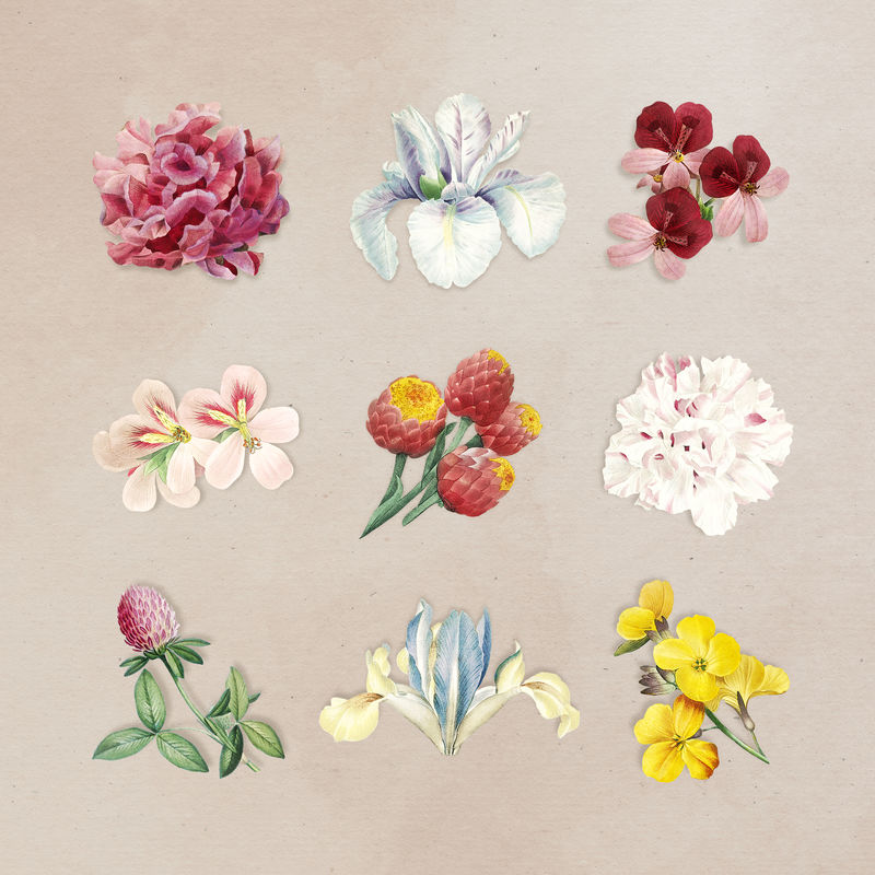 米色背景插画上的彩色花朵