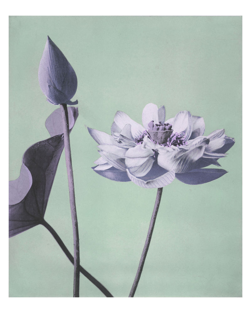 紫色莲花艺术作品复古壁画艺术印刷品和海报设计混搭自小川Kazumasa的原始摄影作品
