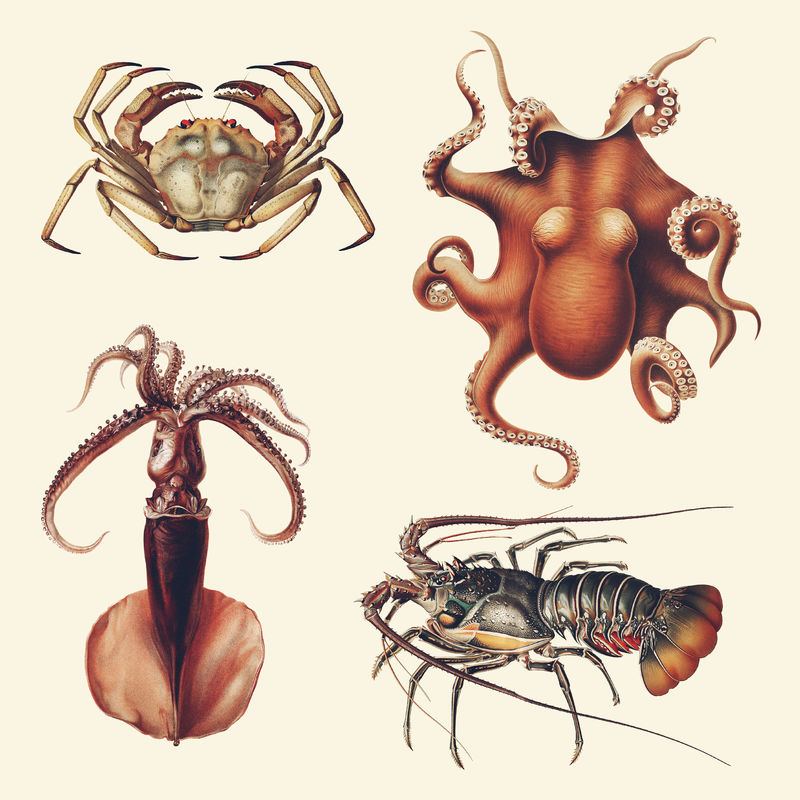各种海洋生物复古插图
