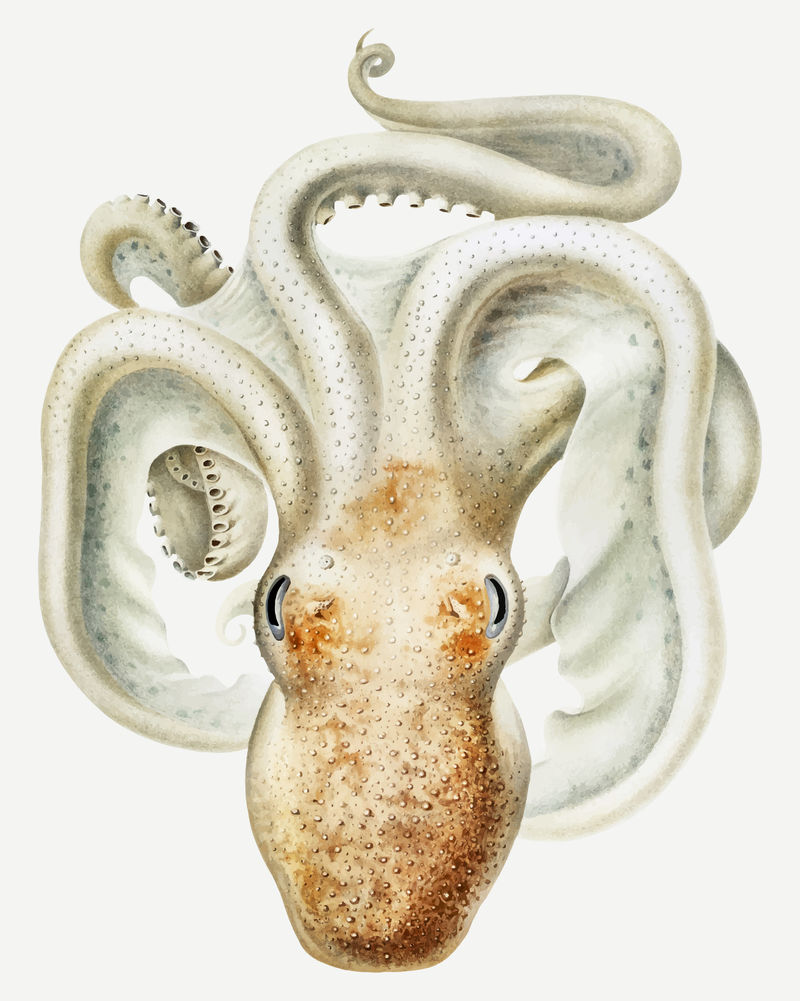 Vintage Velodona章鱼插图