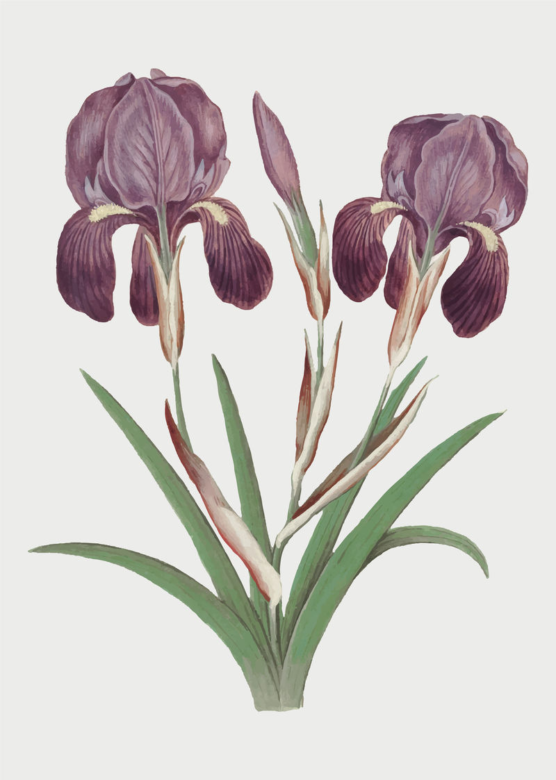 vector中的复古紫色鸢尾花插图