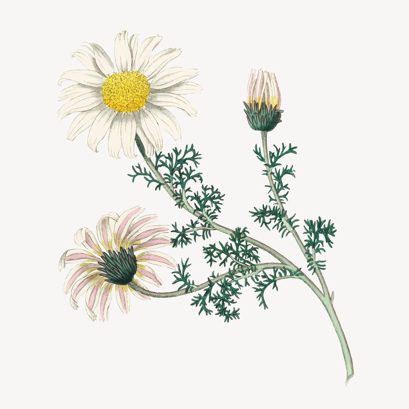 矢量植物图集雏菊花插图