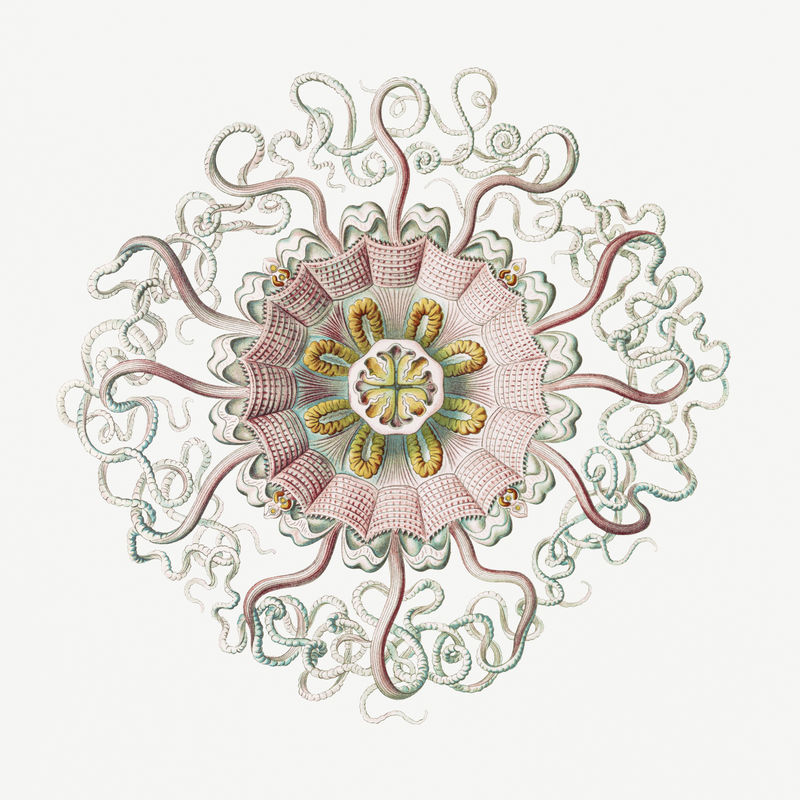 复古水母海洋生物插图