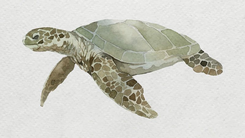 水彩画白画布上的海龟