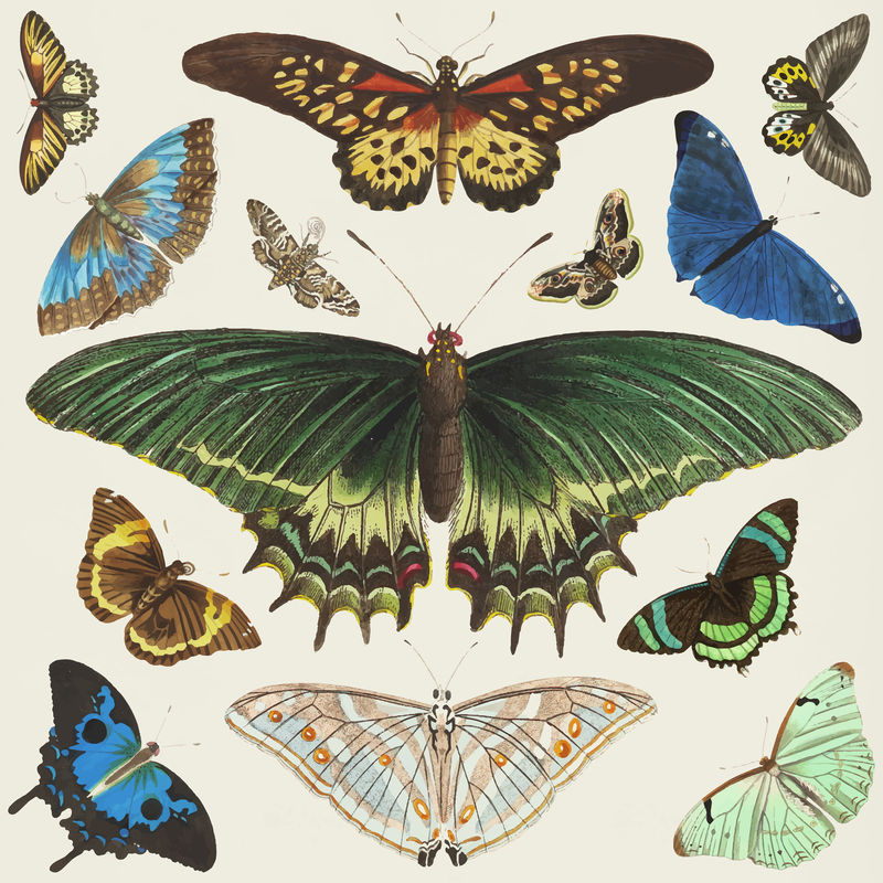 彩色蝴蝶复古剪贴画套装