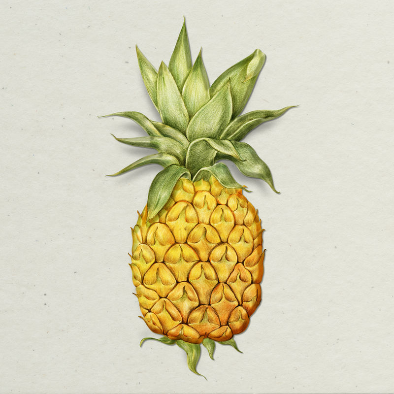 菠萝插画铅笔色风格