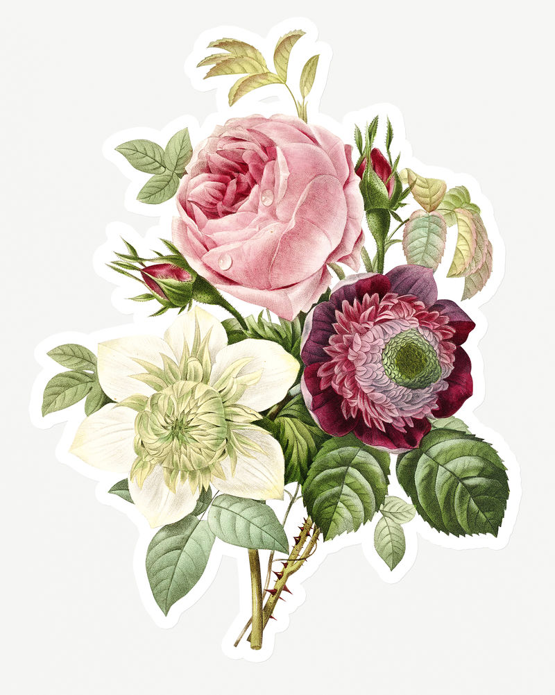 卷心菜和资源玫瑰贴纸