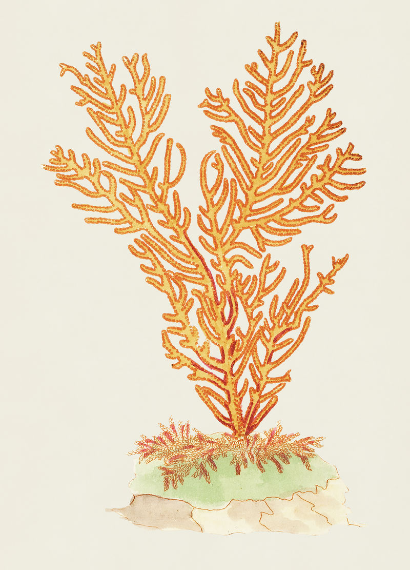 紫色边蛇舌草的复古插图