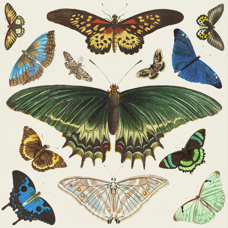 Psd蝴蝶复古插图套装