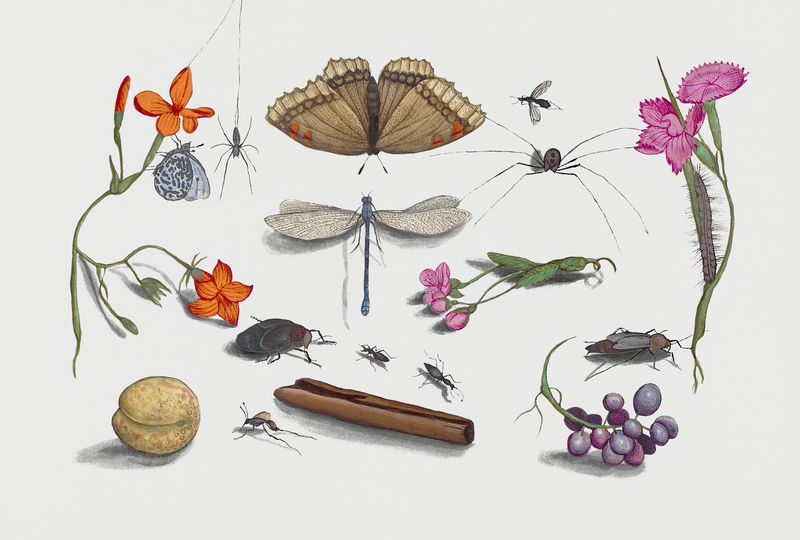 复古自然历史综合插图