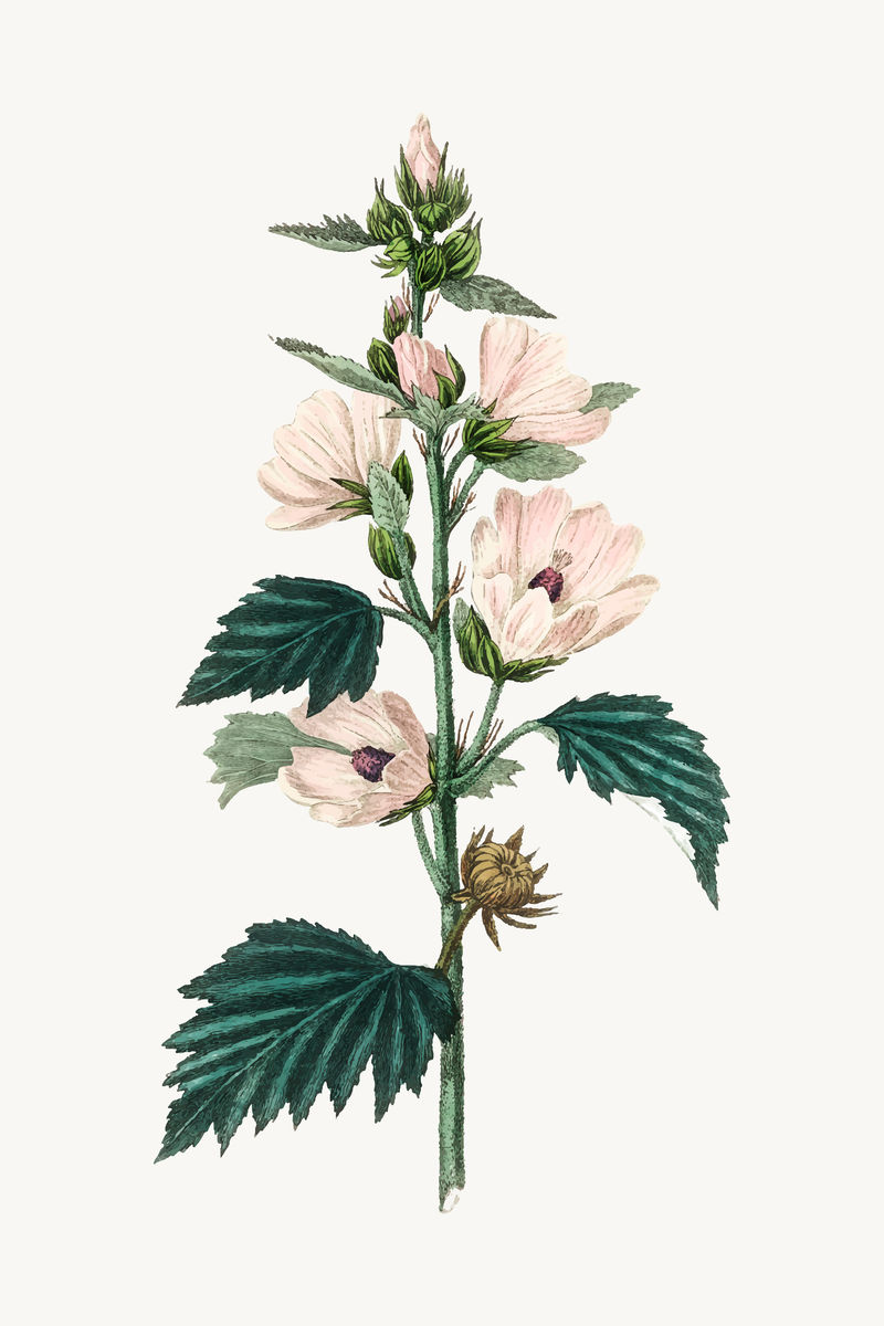 药用植物载体棉花糖花插图