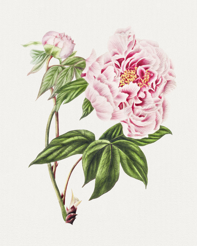 复古中国牡丹花插画植物壁画艺术素材 高清图片 摄影照片 寻图免费打包下载