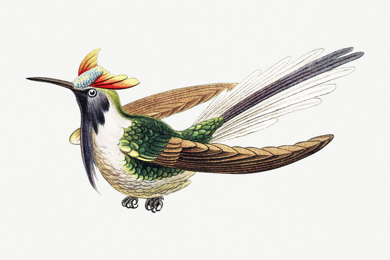 彩色复古蜂鸟插画