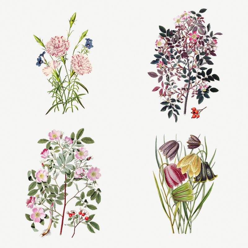 手绘热带花卉设计元素套装