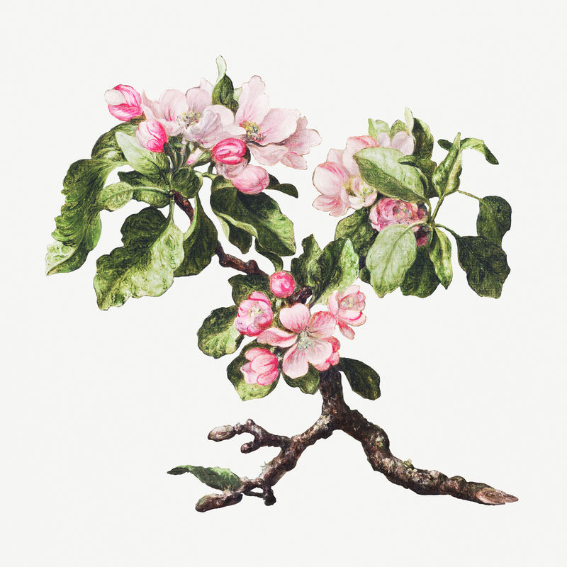 复古粉红苹果花设计元素