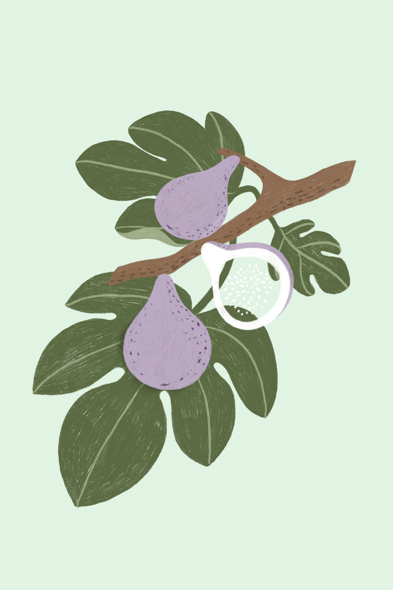 手绘无花果设计资源模型