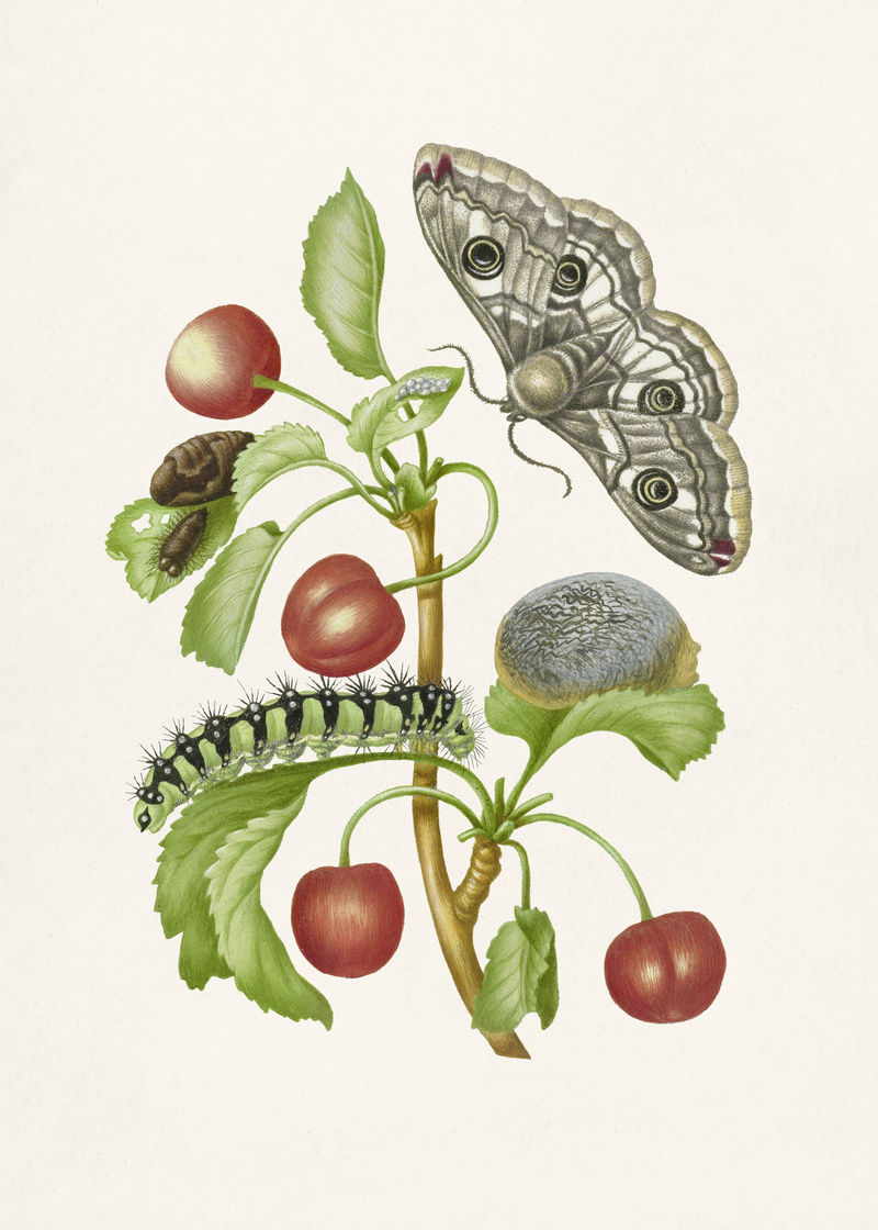 孔雀蝴蝶生命周期复古插图模板