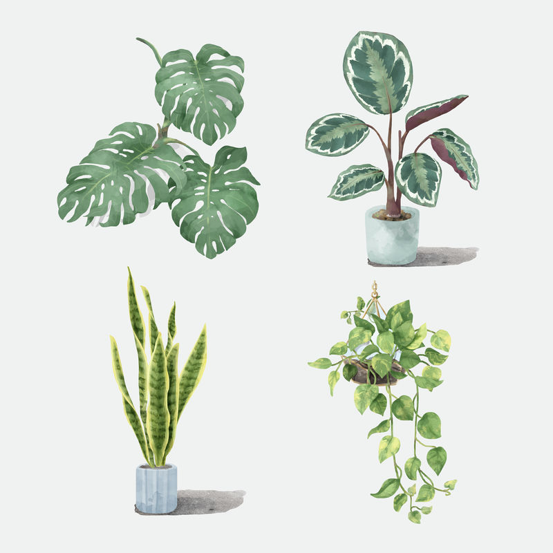 植物水彩植物插图集