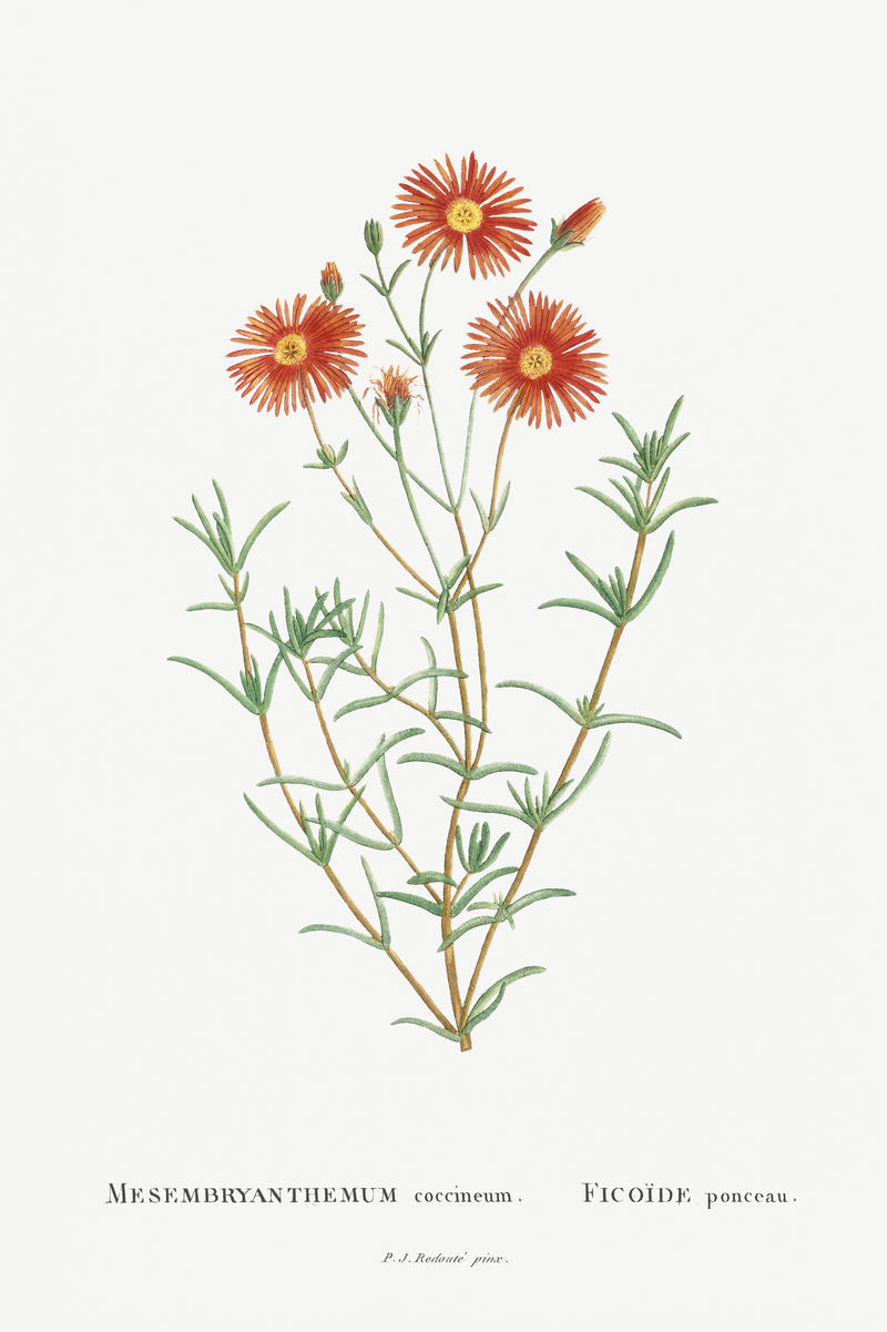 肠系膜球菌插图海报模型