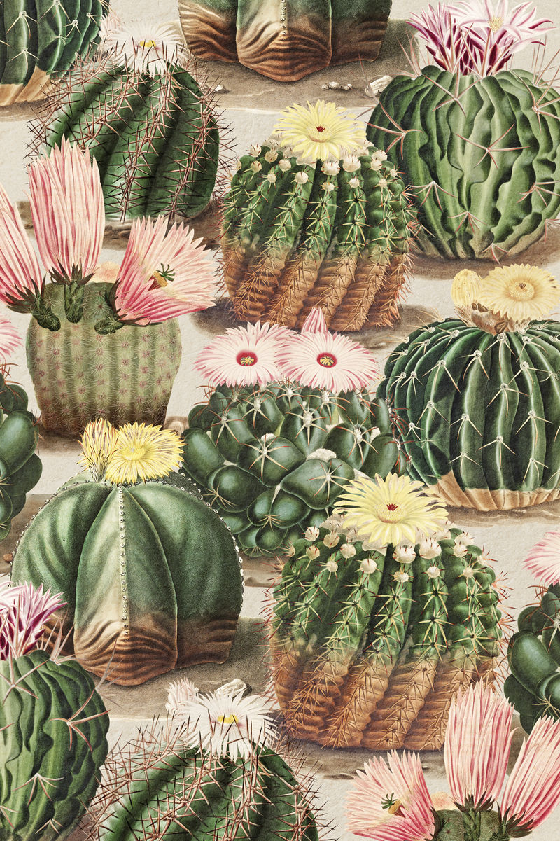 复古绿色仙人掌配花卉插画背景