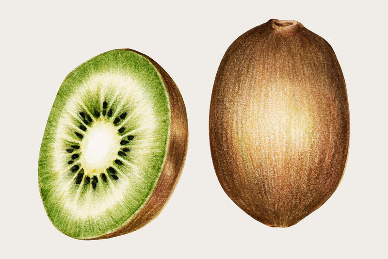 猕猴桃手绘彩色铅笔矢量