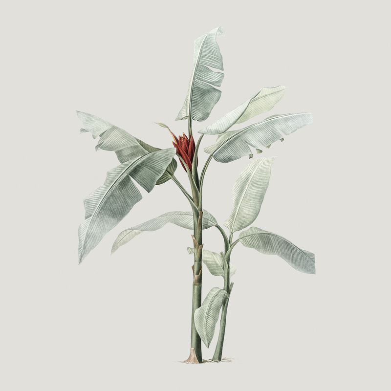 灰色背景上的手绘猩红香蕉