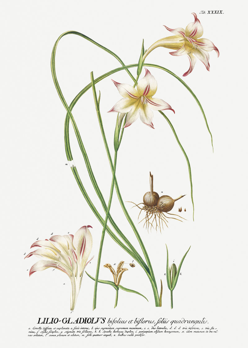 复古剑百合花插画