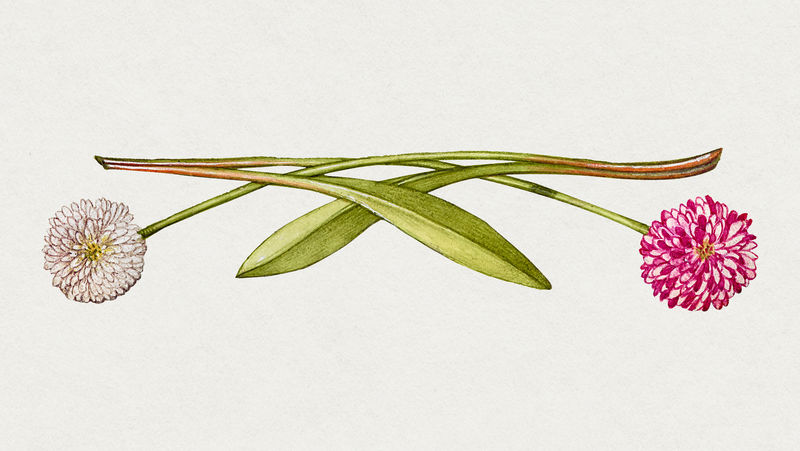 粉白色英国雏菊花psd手博士