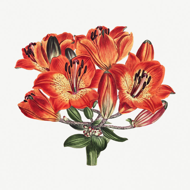 复古橙色百合花插画植物艺术印花