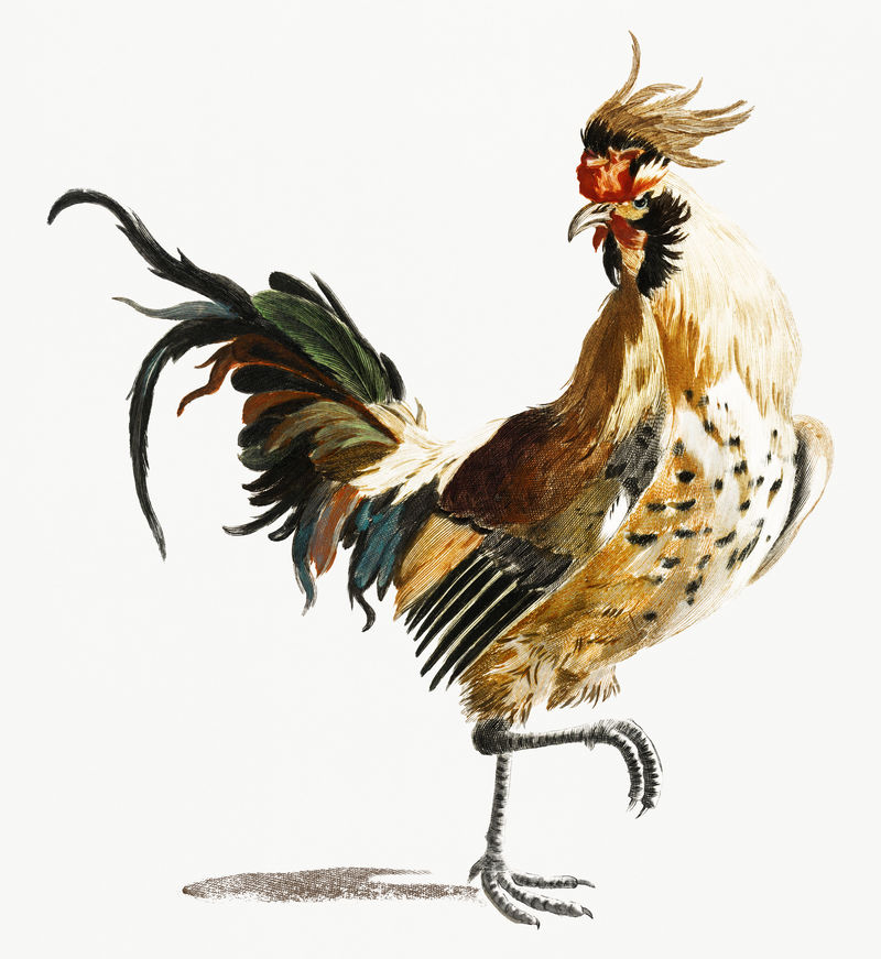 约翰·泰勒的《公鸡》(1648-1709)
