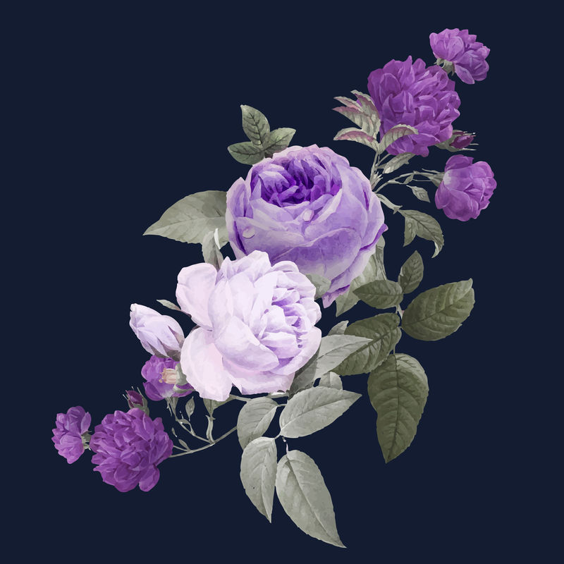 优雅矢量紫色玫瑰花束插图